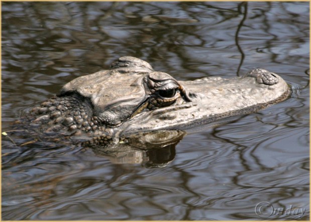 17.1DB3860Gator(5x7,100r,cpywrt)