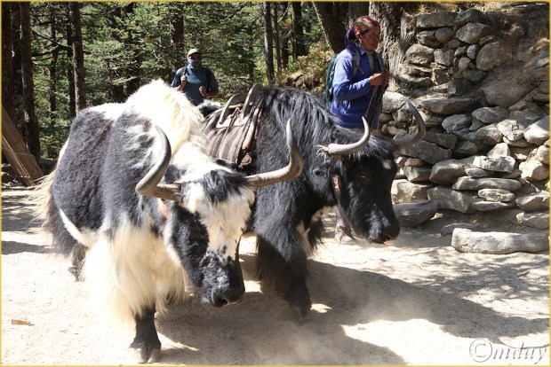 14.5Dll*c1321WomanWithYaks(7.5x5,cpywrt)