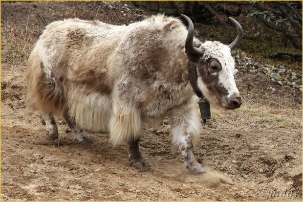 17.5Dll*b8825YakPhortse(7.5x5,cpywrt)