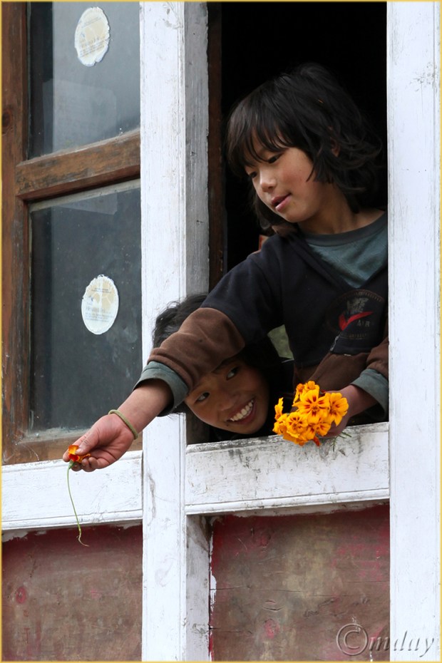 2.5Dll*b7778Day#1TrekMarigolds(7.5x5,cpywrt)