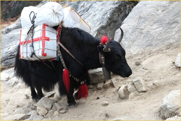 30.5Dll*c0995Yak&Load(7.5x5,cpywrt)