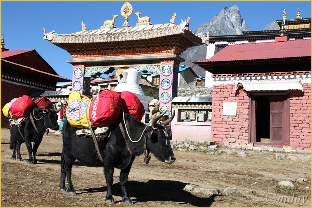 18.5Dll*c1073Tengboche(7.5x5,cpywrt)