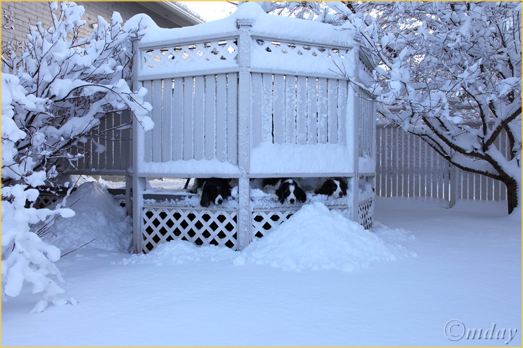 5Dll*c3192Dogs&SnowMar'13(7.5x5,cpywrt)