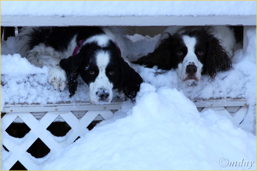 5Dll*c3198Dogs&SnowMar'13(7.5x5,cpywrt)