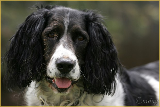 1DMkll0300AndyMudMagnet'05(7.5x5,cpywrt)