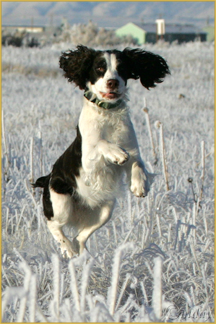 1DMkllb9560RustyJumping'07(7.5x5,cpywrt)