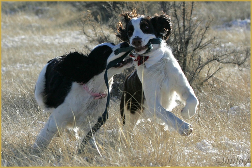 1DMkllb9629Sorrel&Rusty'07(7.5x5,cpywrt)