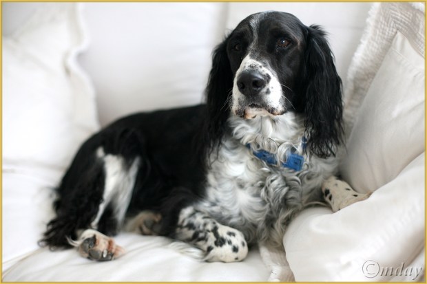 5D0034AndyChristmas'06(7.5x5,cpywrt)