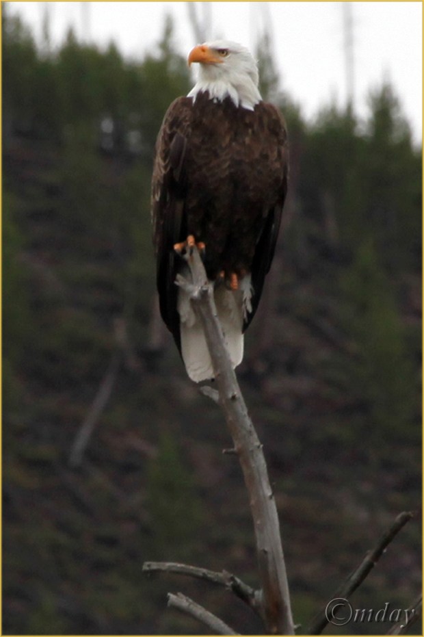 12.5DMkll8398BaldEagleYNPMay'13(7.5x5,cpywrt)