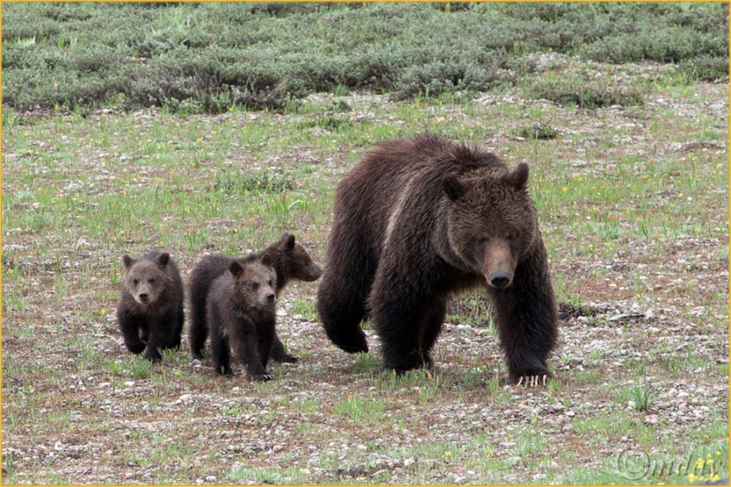 13.5Dll*C7175Griz&3CubsGT'13(7.5x5,cpywrt)