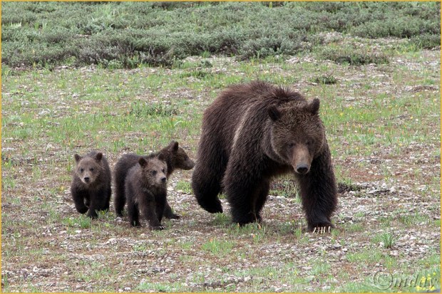 13.5Dll*C7175Griz&3CubsGT'13(7.5x5,cpywrt)