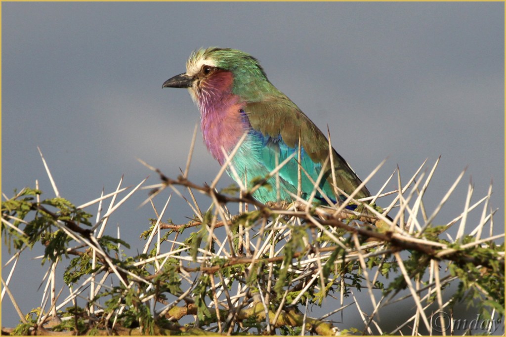 1.5Dllb1332RollerNakuru'13(7.5x5,cpywrt)