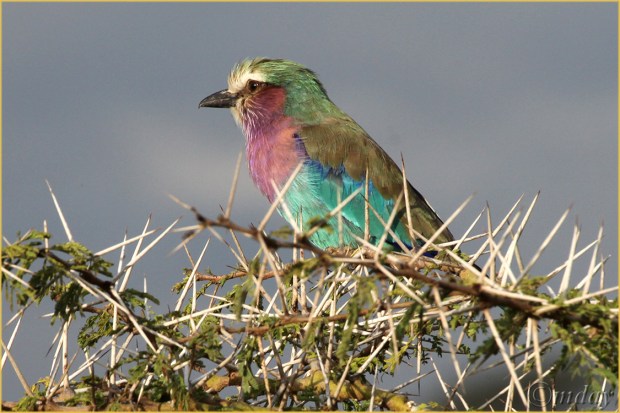 1.5Dllb1332RollerNakuru'13(7.5x5,cpywrt)