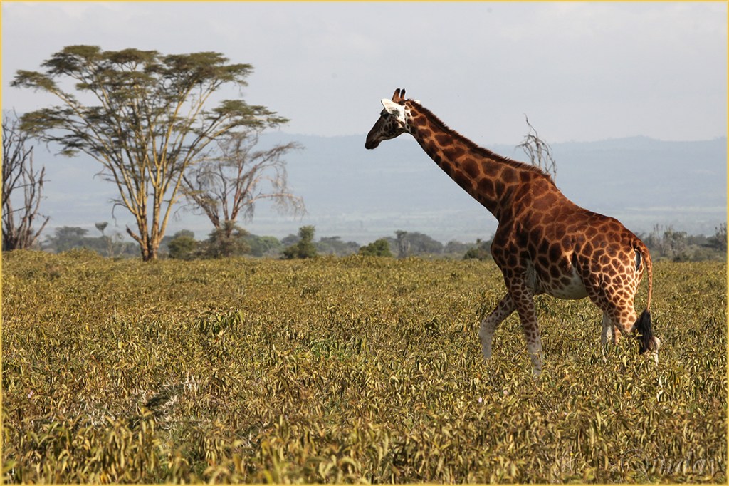 10.5Dllb2698GiraffeNakuru'13(7.5x5,cpywrt)