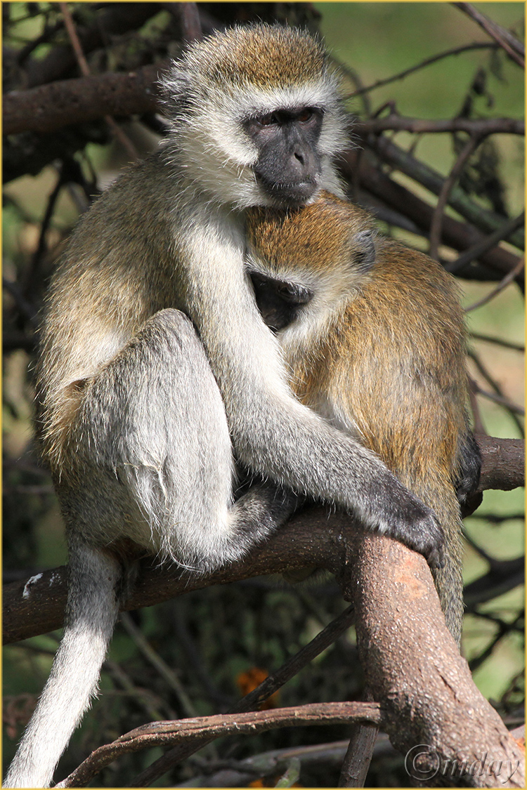 11.5Dllb5868Vervet&Infant'13(7.5x5,cpywrt)