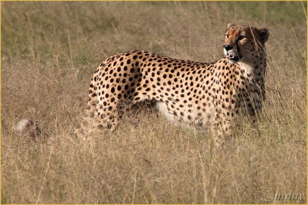 12.5Dllb3209CheetahMara'13(7.5x5,cpywrt)