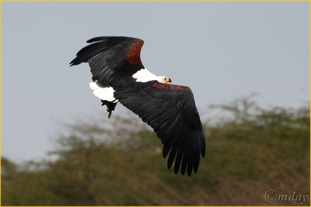 13.5Dllb6165Fisheagle'13(7.5x5,cpywrt)