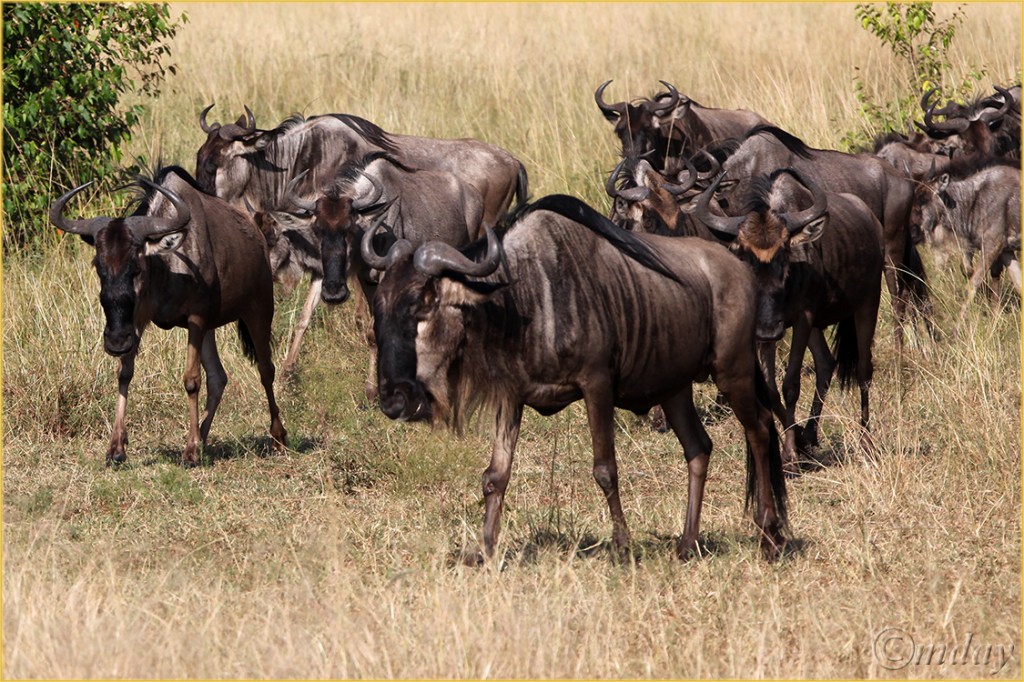 14.5Dllb5297Migration'13(7.5x5,cpywrt)