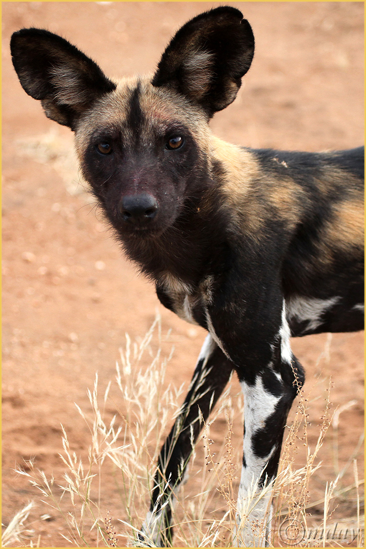 2.5Dll8841WildDogs'13(V7.5x5,cpywrt)