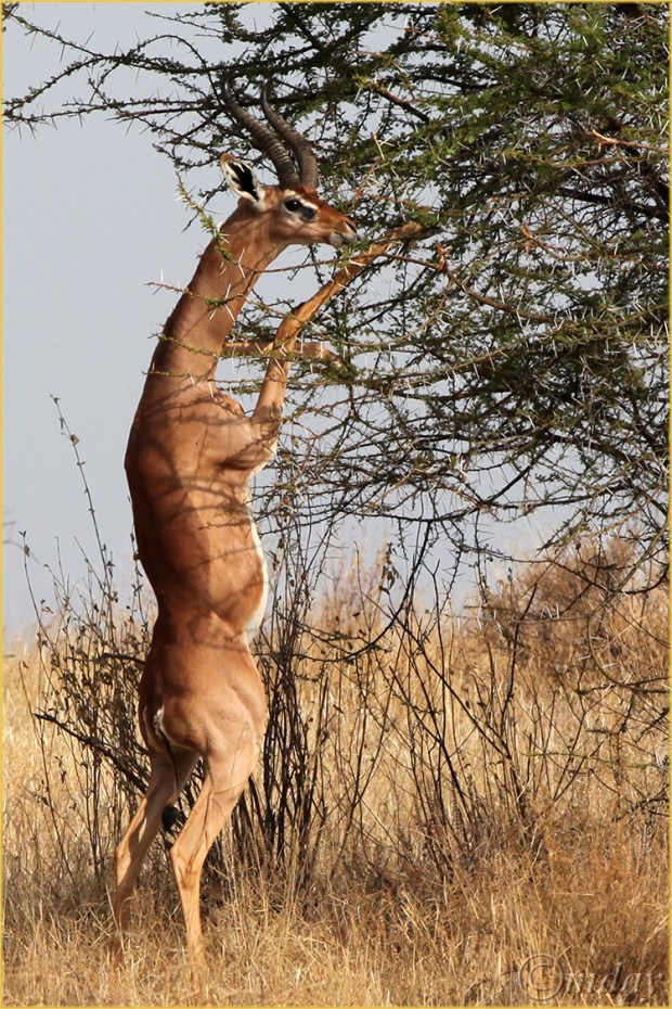 3.5Dll9782GerenukSamburu'13(7x5,cpywrt)