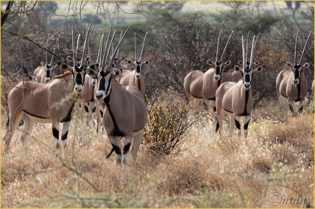 4.5Dllb0332OryxSamburu'13(7.5x5,cpywrt)