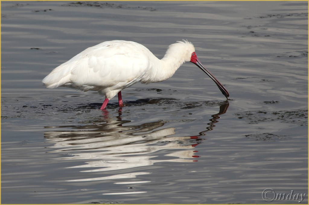 7.5Dllb2589SpoonbillNakuru'13(7.5x5,cpywrt)