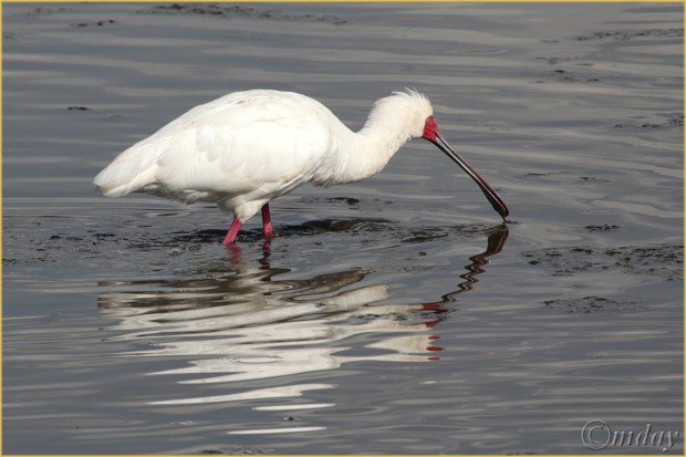 7.5Dllb2589SpoonbillNakuru'13(7.5x5,cpywrt)