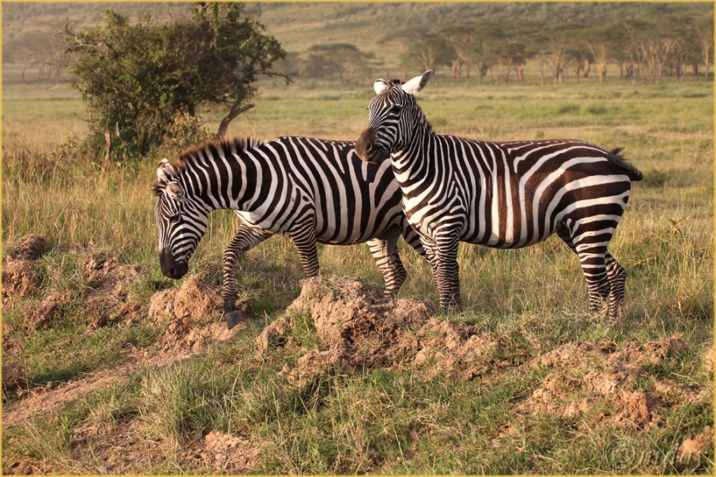 8.5Dllb1373ZebraNakuru'13(7.5x5,cpywrt)