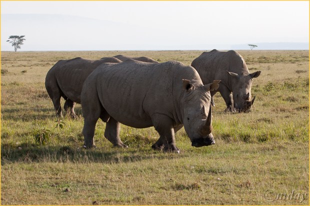 9.5Dllb2008RhinoLkNakuru'13(7.5x5,cpywrt)