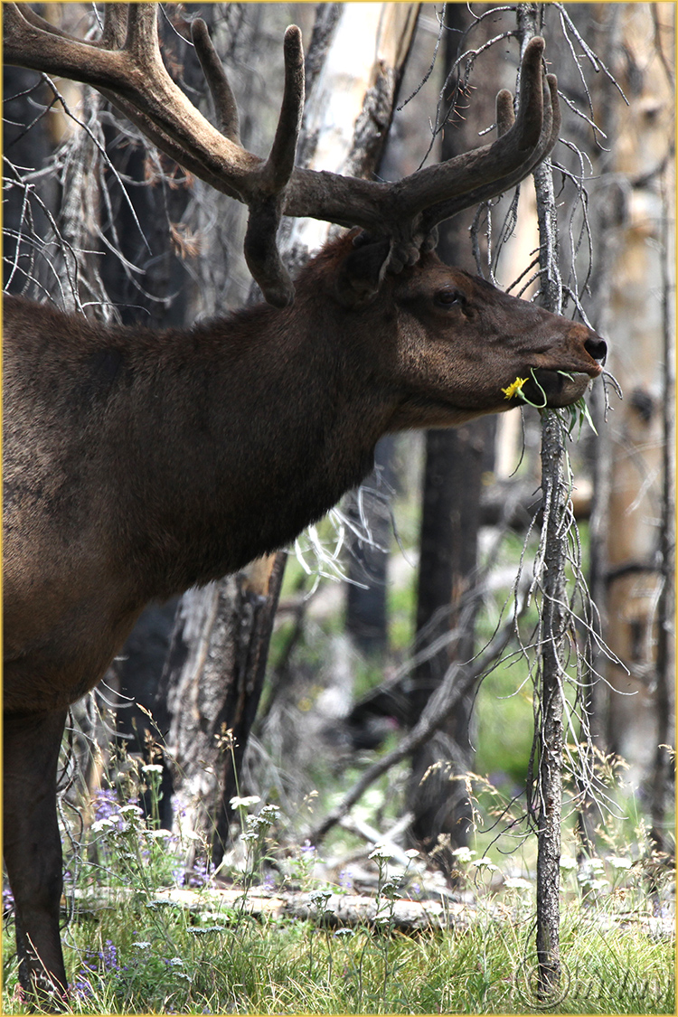 5Dllb6944ElkYNPJuly'13(7.5x5,cpywrt)