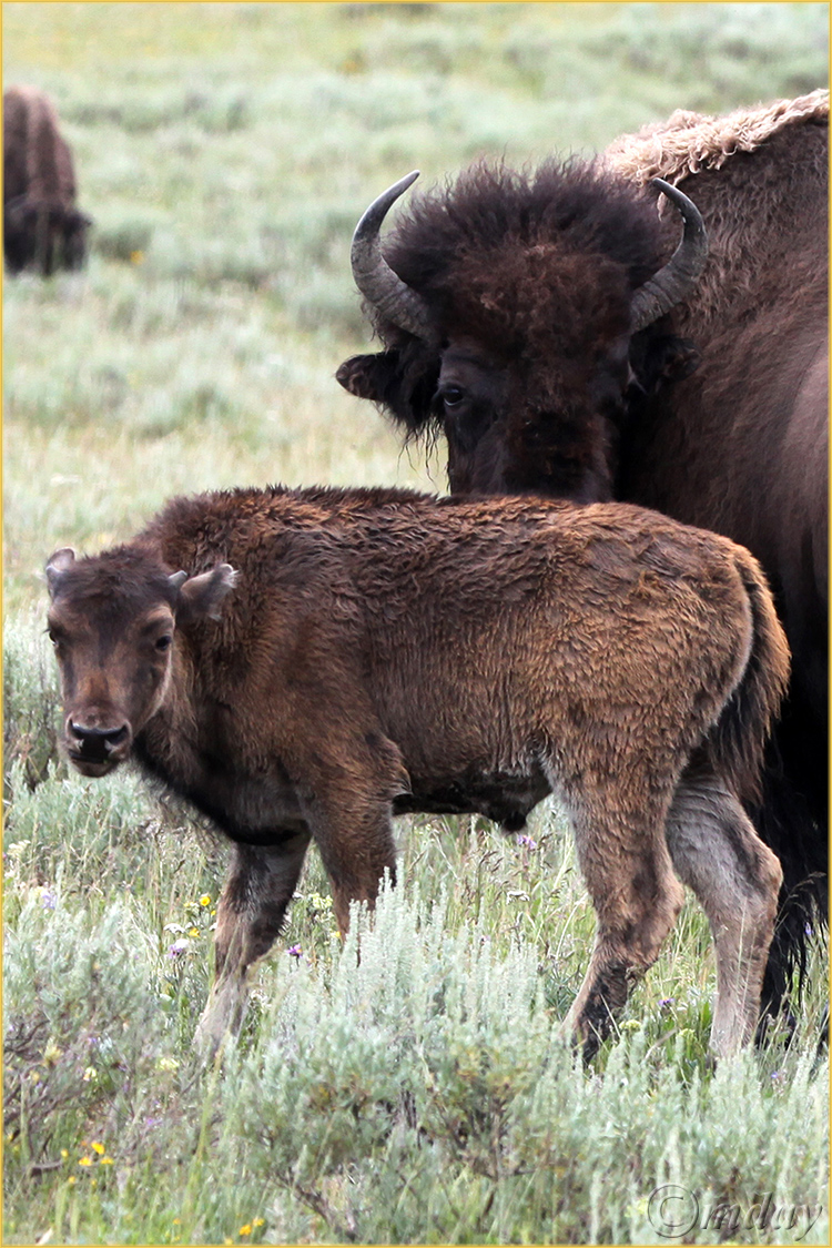 5Dllb7161BisonJulyYNP'13(7.5x5,cpywrt)