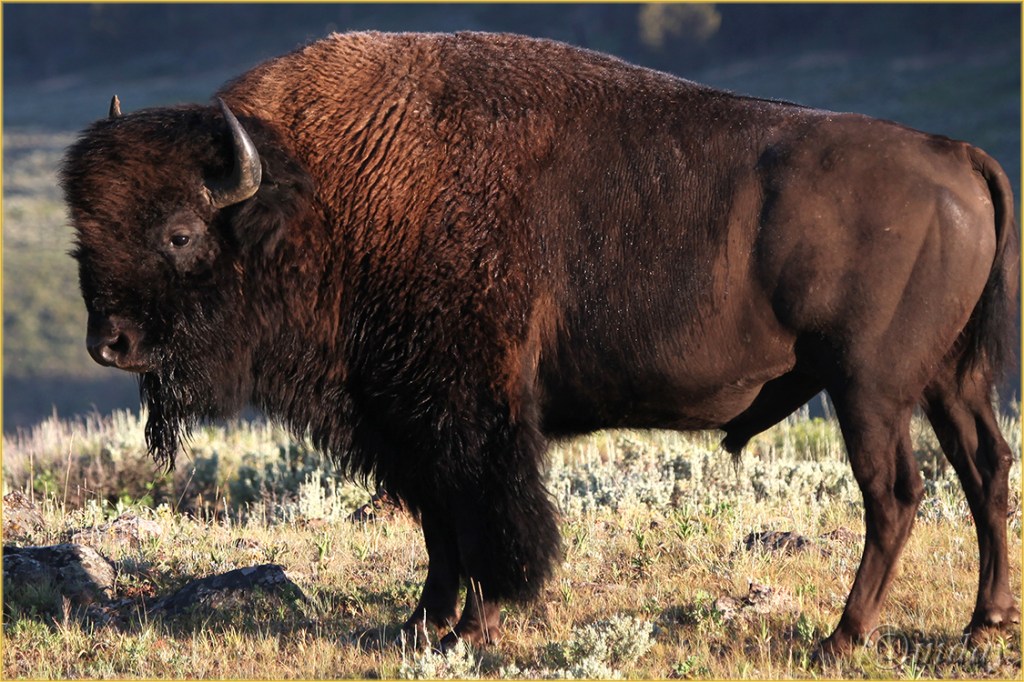 5Dllb7243BisonYNPJuly'13(7.5x5,cpywrt)