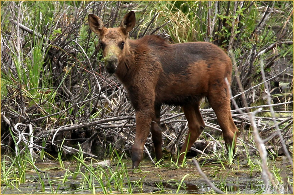 5Dll*d2257MooseCalfTetons'13(2cl7.5x5,cpywrt)