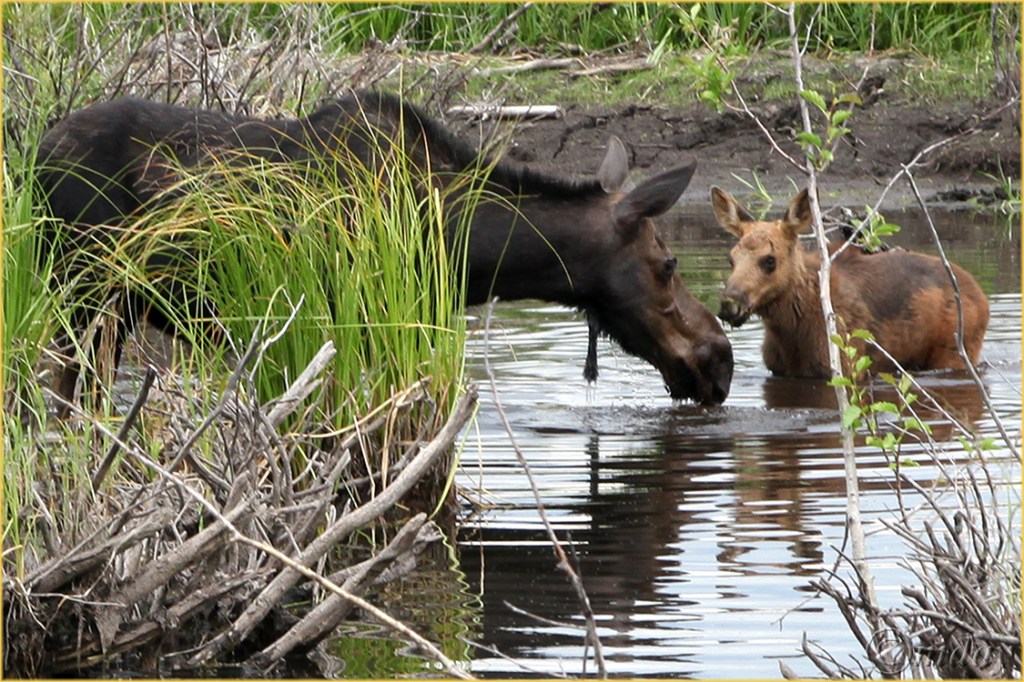 5Dll*d2288MooseMom&Calf'13(7.5x5,cpywrt)