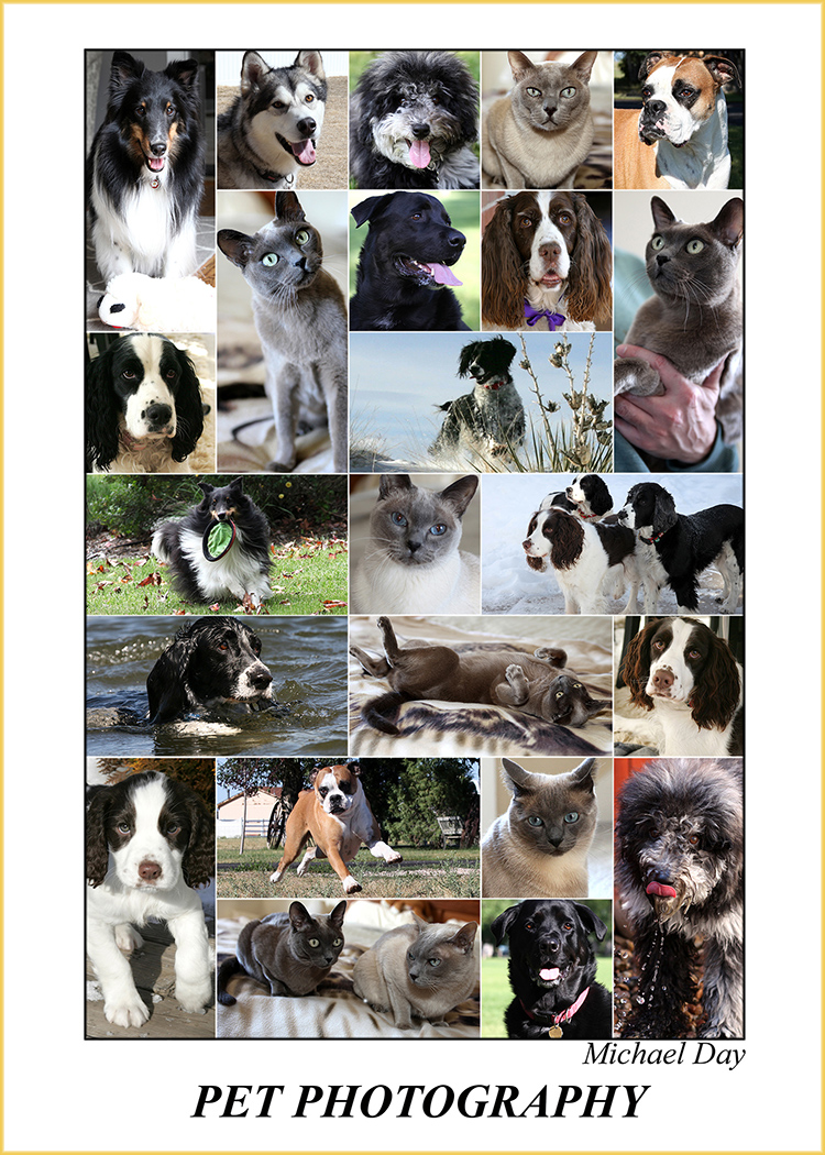 PetPhotographyPoster(7x5,150rr)