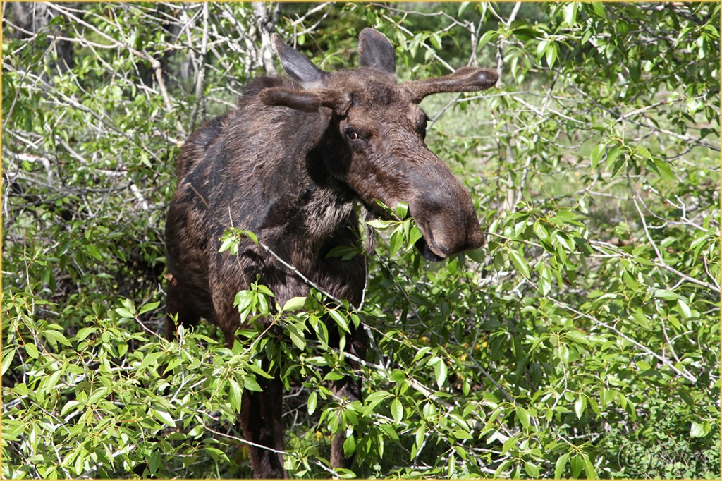 5Dll*8028MooseEatgLeaves'12(7.5x5,cpywrt)