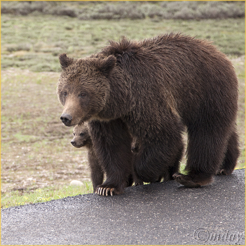 5Dllc7204Griz&Cubs(5.5x5.5,cpywrt)