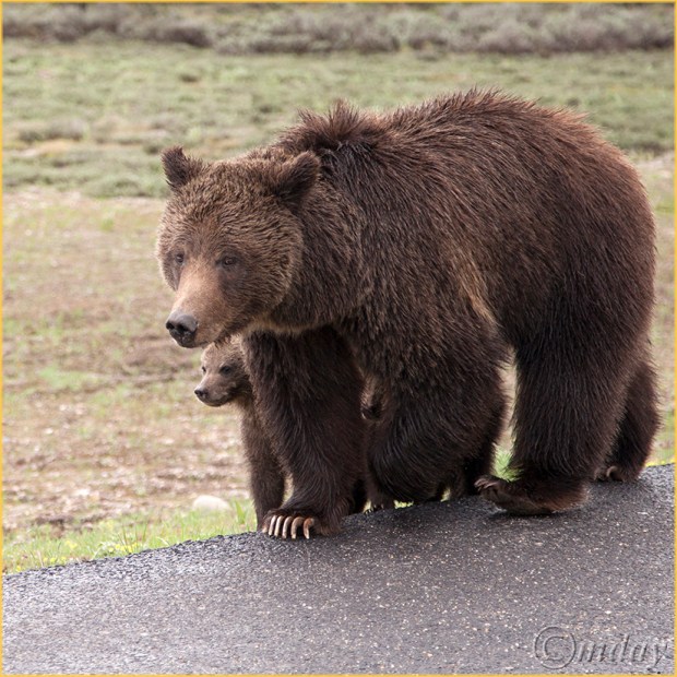 5Dllc7204Griz&Cubs(5.5x5.5,cpywrt)