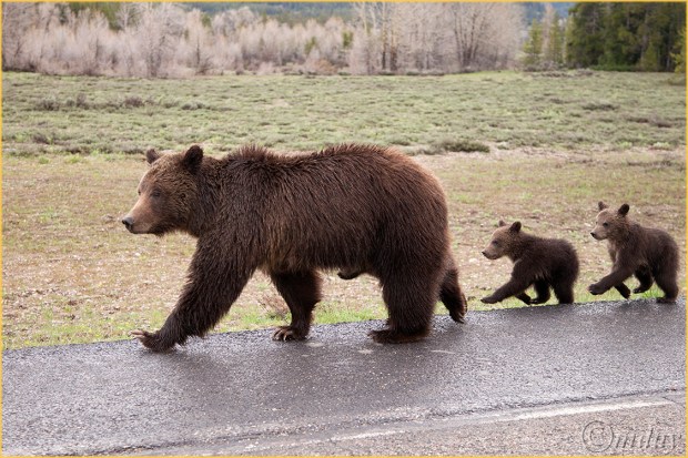 5Dllc7209Griz&Cubs(7.5x5,cpywrt)
