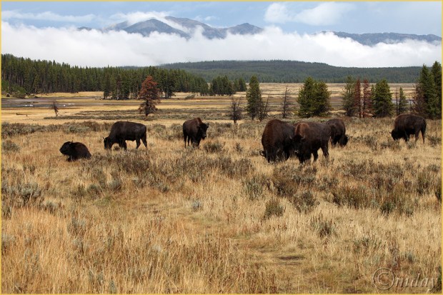 5Dll*d4927BisonYNP'13(7.5x5,cpywrt)