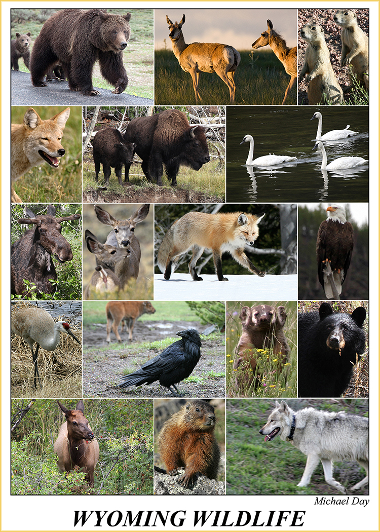WyomingWildlife(5x7Frame,150rr)