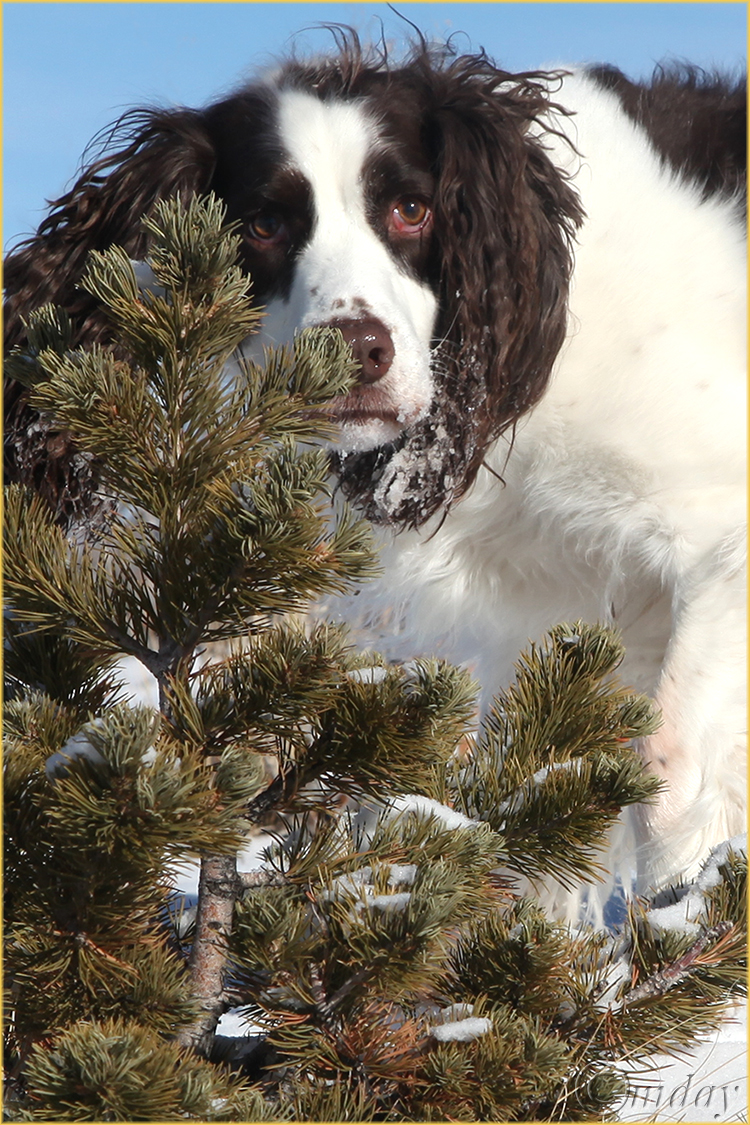 11.5Dllc1042RustyDecOutting'13(7.5x5,150cpywrt)