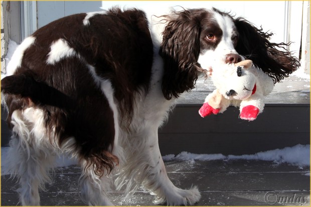 4.5Dllc0702Rusty&LamchopChrist'13(7.5x150cpywrt)