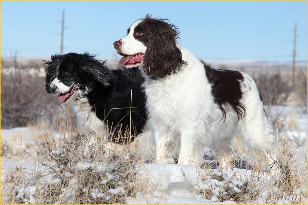 7.5Dllc1024Rusty&TrapperDecOutting'13(7.5x5,150cpywrt)