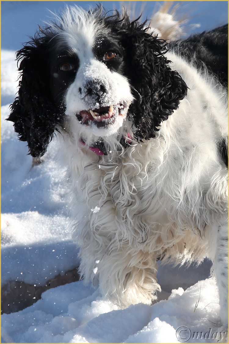 9.5llc0764SorrelSnow'13(5x7.5,150cpwrit)