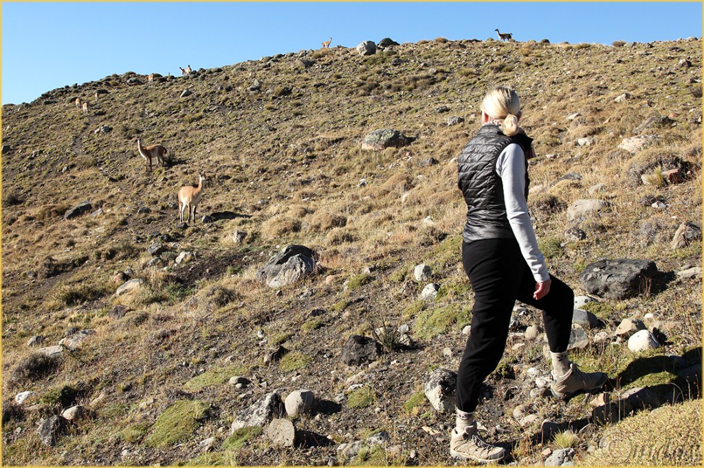 5Dll*e1879Chile'14(7.5x5,150cpywrt)