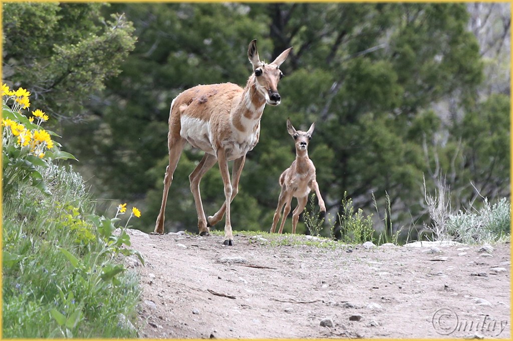 1Dx0174Pronghorn&FawnYNPJun'14(7.5x5,150rr,cpywrt)