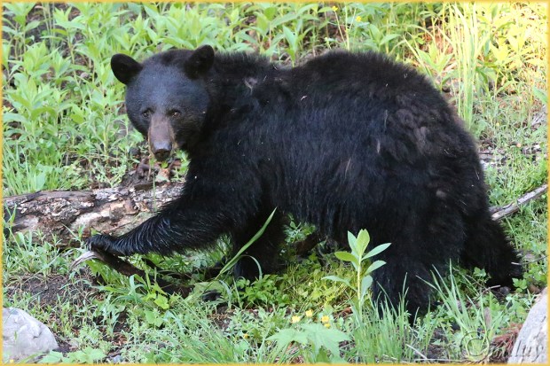 1Dx0412BlkBearTowerYNPJun'14(7.5x5,150rr,cpywrt)