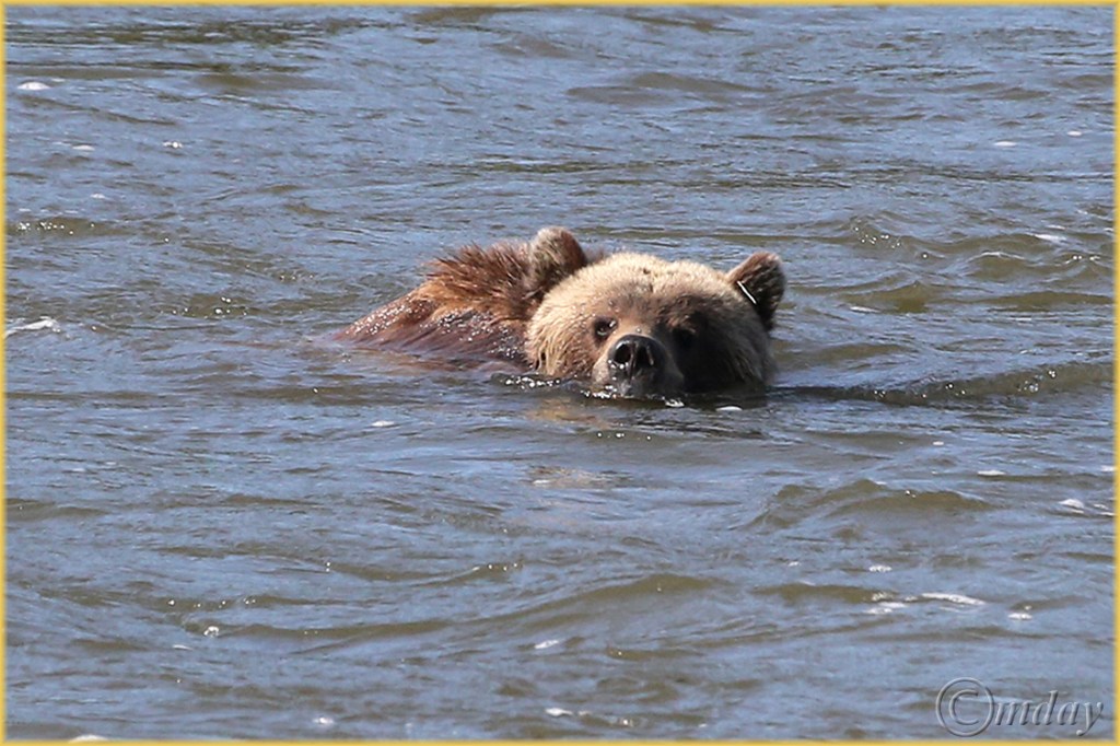 1Dx0611GrizSwimmingYNPJun'14(7.5x5,150rr,cpywrt)