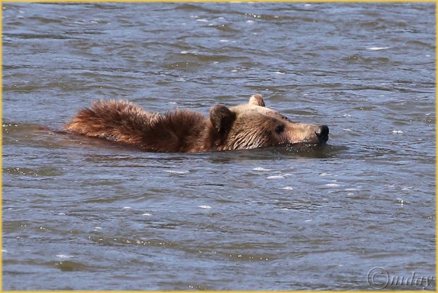 1Dx0620GrizSwimmingYNPJun'14(7.5x5,150rr,cpywrt)